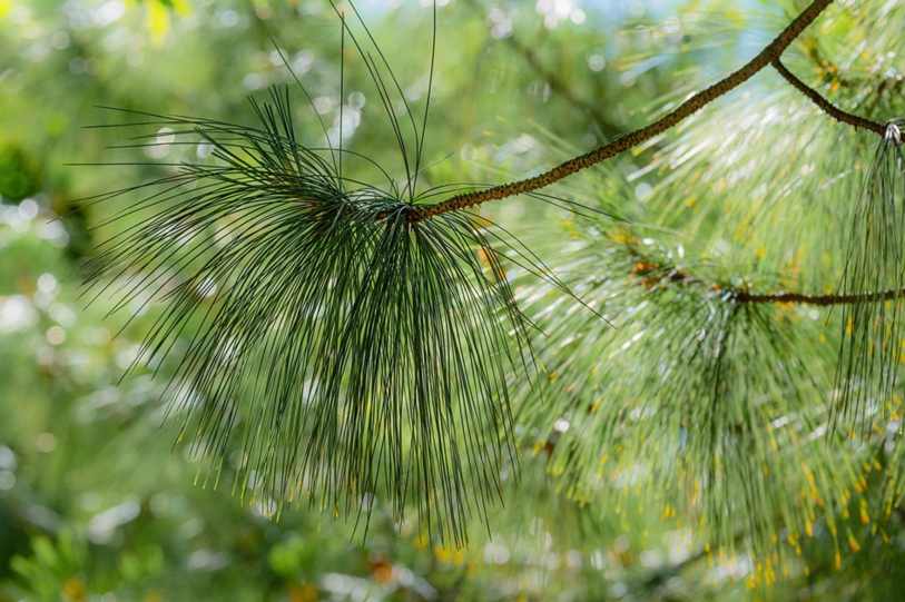 Esses são os únicos móveis que não estão à venda, por serem acervo da família. Foto: Kelly Pelisser