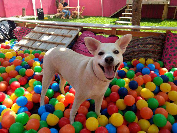 Dog Club House - Belinha dá um sorriso para vocês no pátio da Dog Club House. Foto: Kelly Pelisser